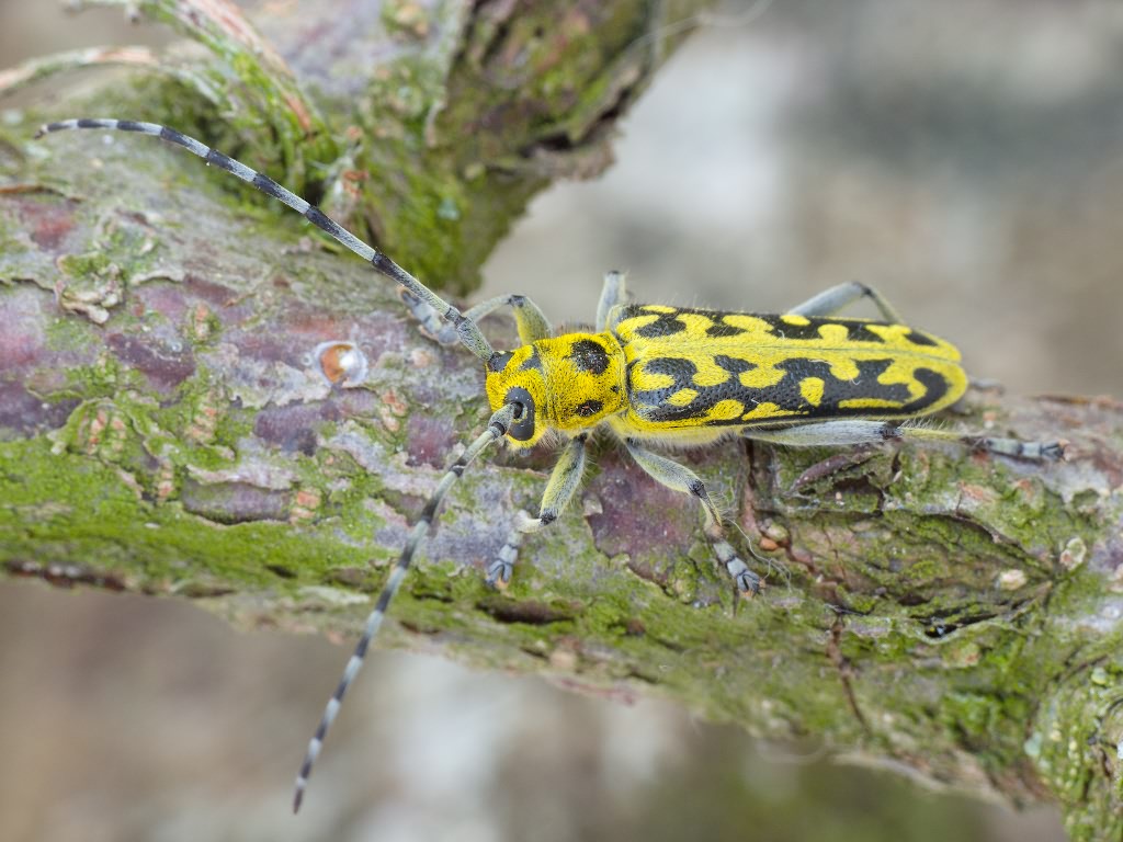 Saperda scalaris (Linnaeus, 1758)